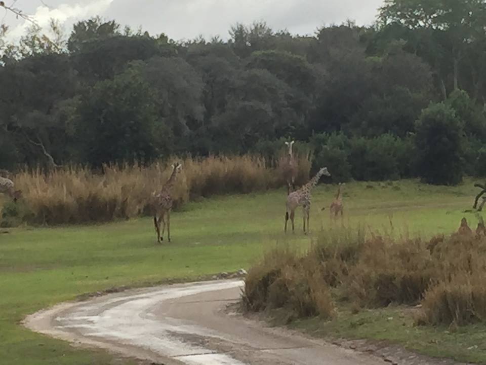 Wild Africa Trek- Savannah West