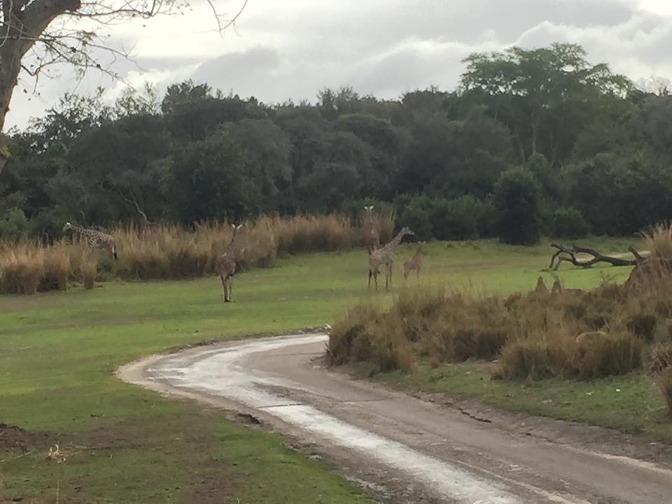 Wild Africa Trek- Savannah West