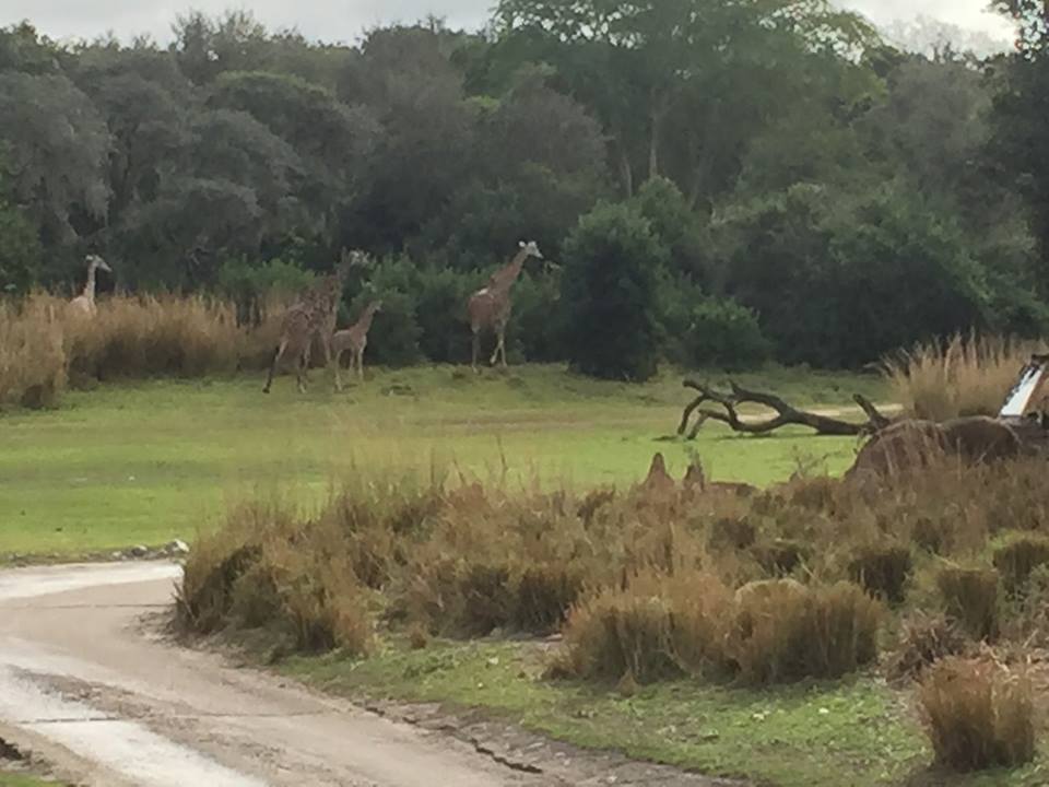 Wild Africa Trek- Savannah West