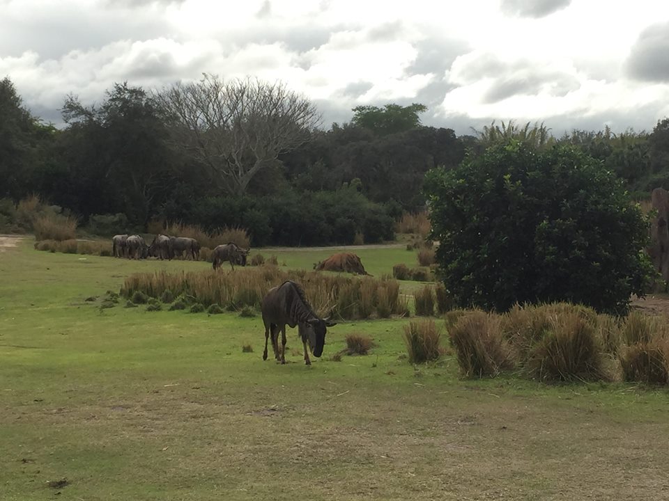 Wild Africa Trek- Savannah West