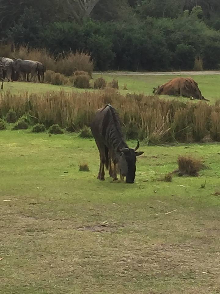 Wild Africa Trek- Savannah West