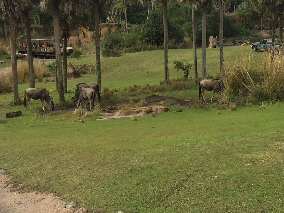 Wild Africa Trek- Savannah West