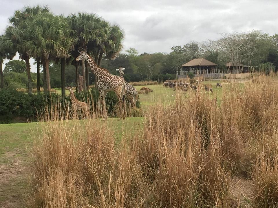 Wild Africa Trek- Savannah West