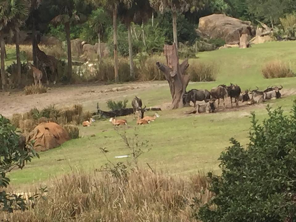 Wild Africa Trek- Savannah West