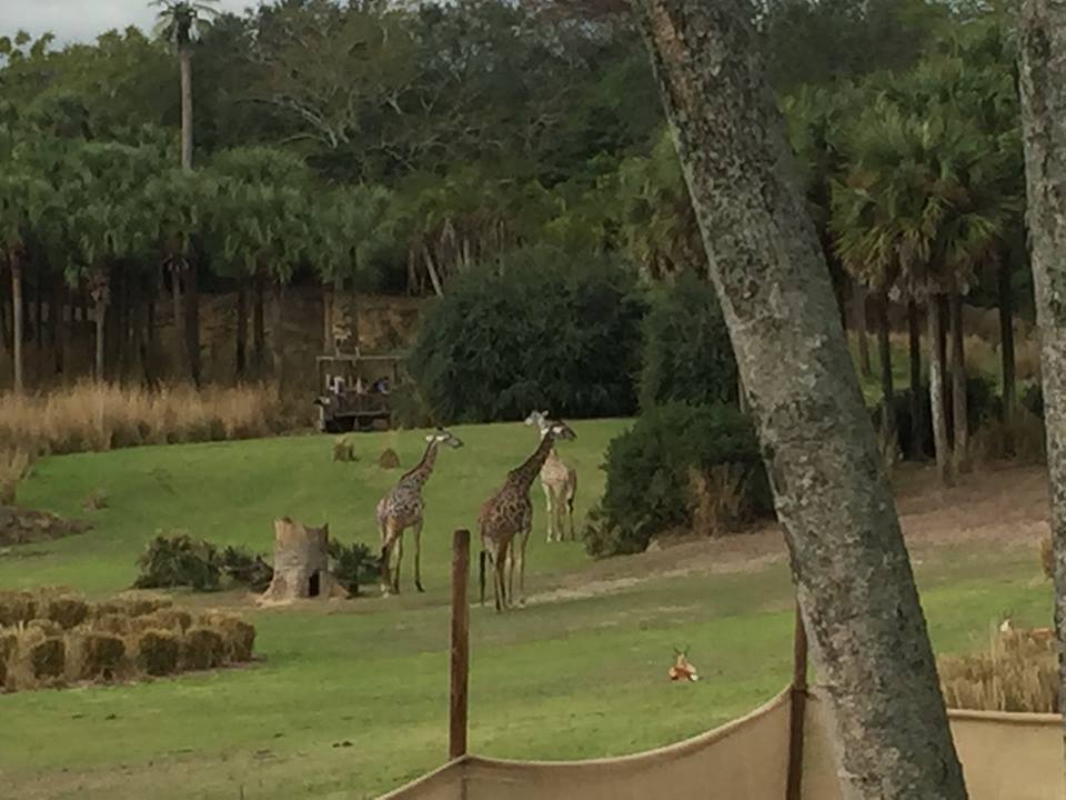 Wild Africa Trek- Savannah West