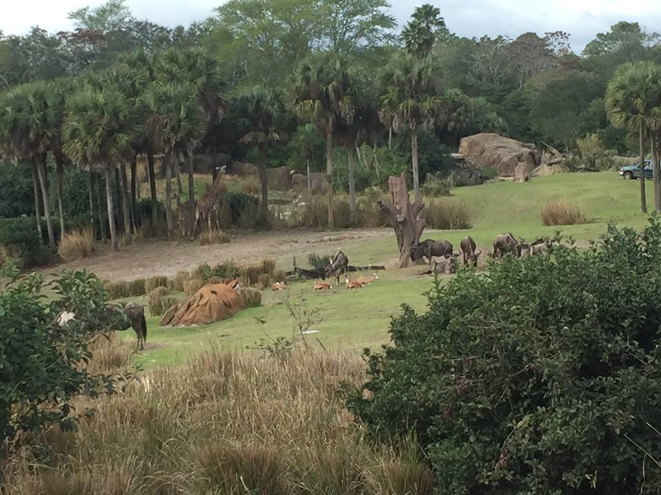 Wild Africa Trek- Savannah West