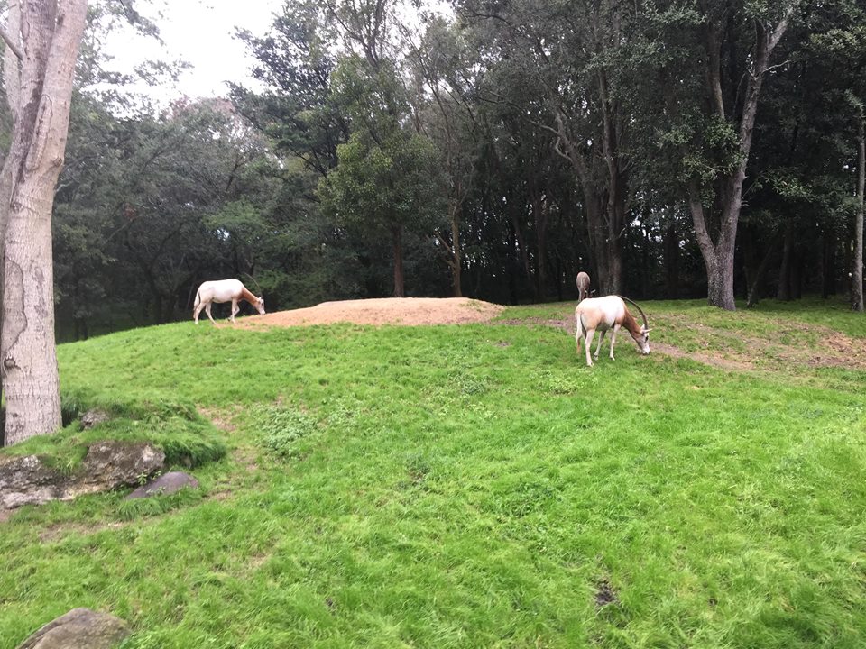 Wild Africa Trek- Scimitar-Horned Oryx