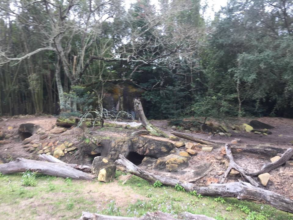 Wild Africa Trek- Warthog