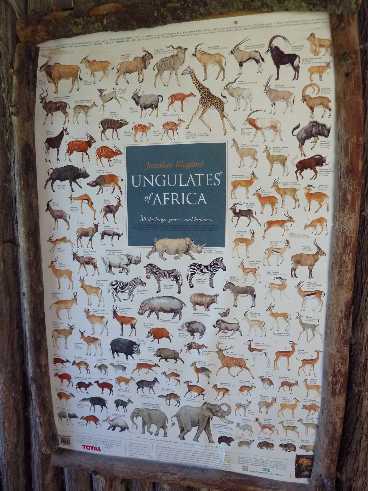 Wild Africa - Ungulates Poster