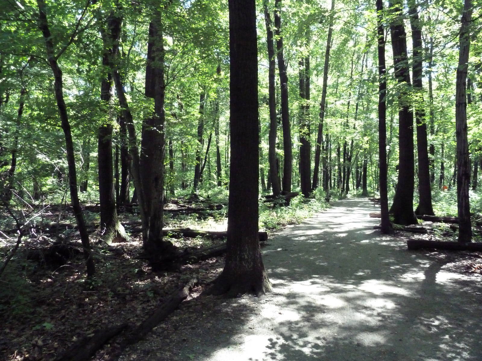 Wild Africa - Visitor Pathway