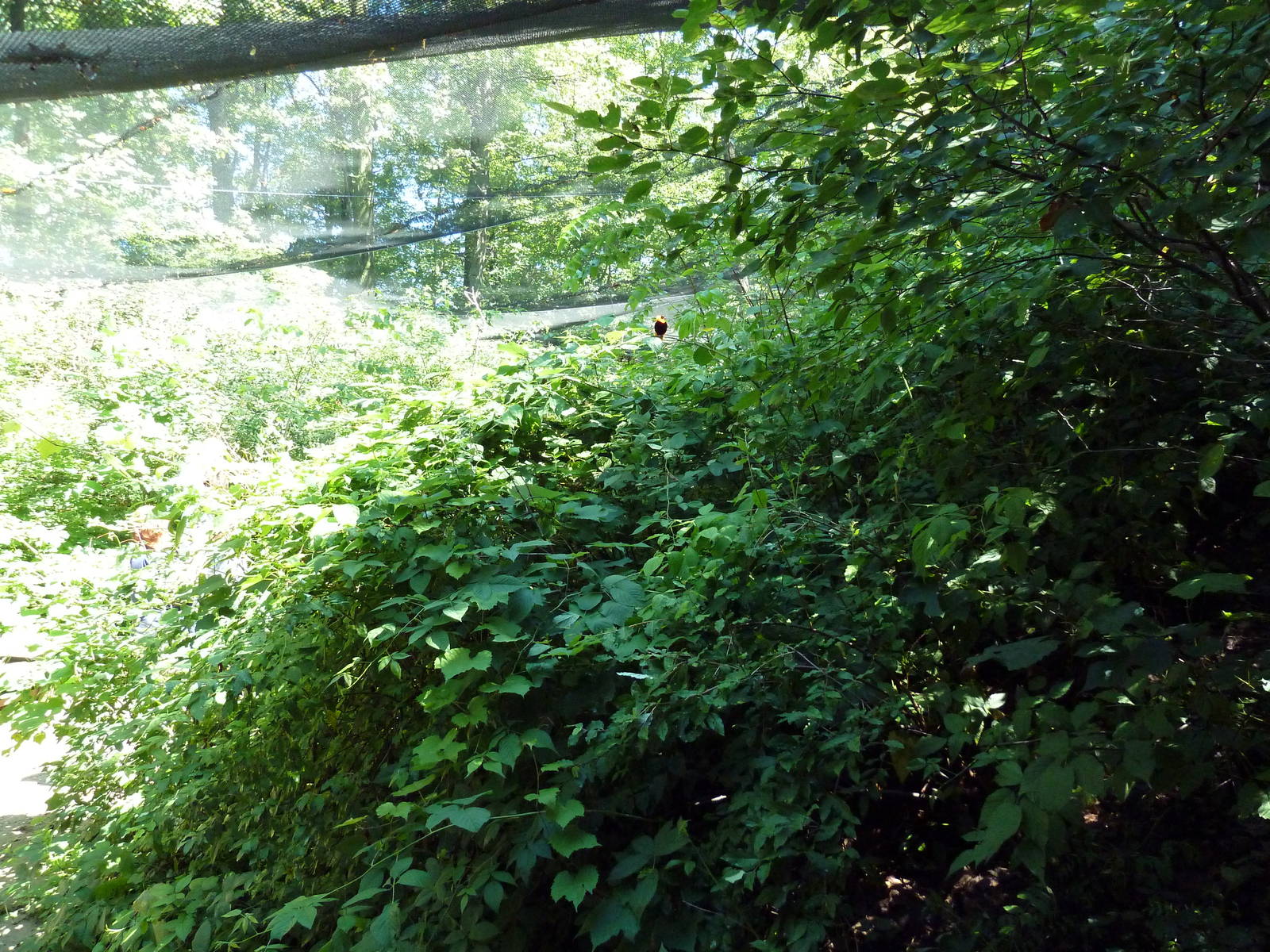 Wild Africa - Walk-Through Forest Aviary