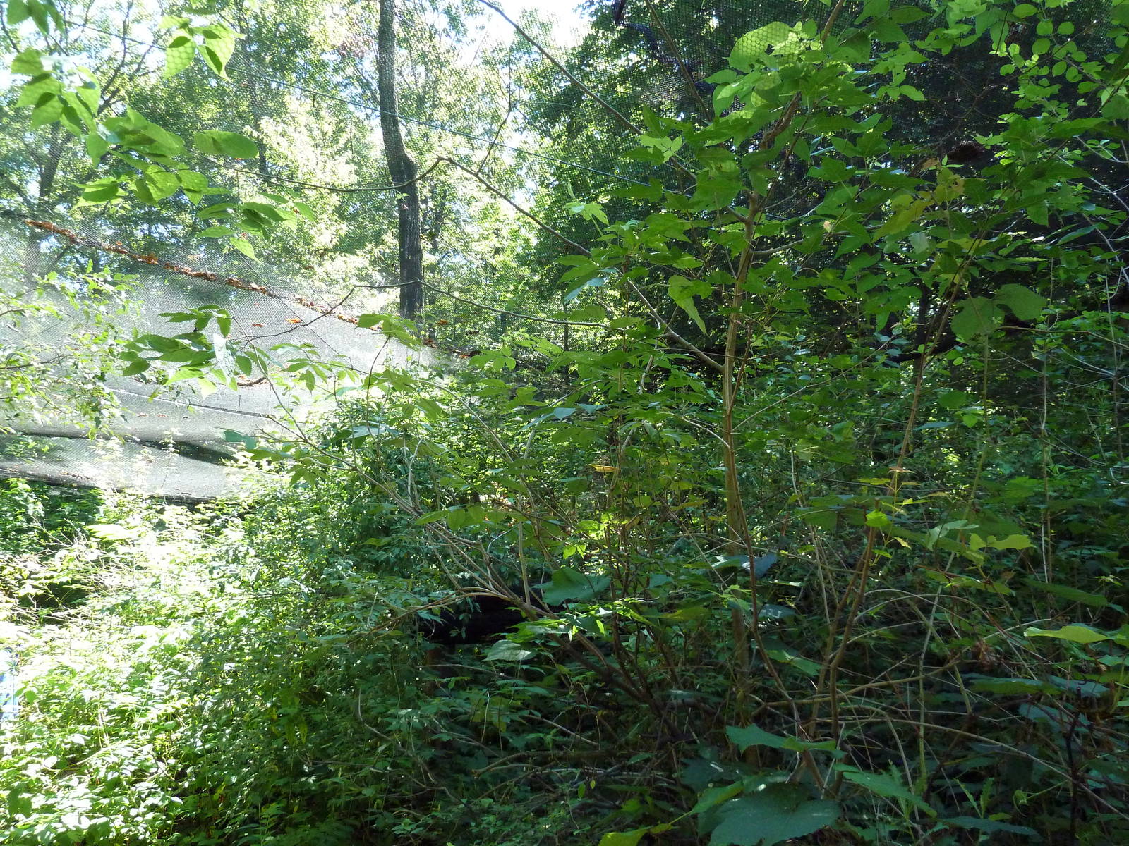 Wild Africa - Walk-Through Forest Aviary