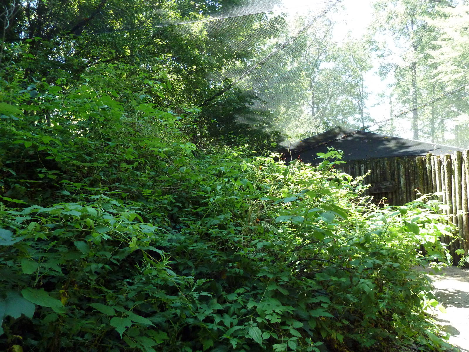 Wild Africa - Walk-Through Forest Aviary