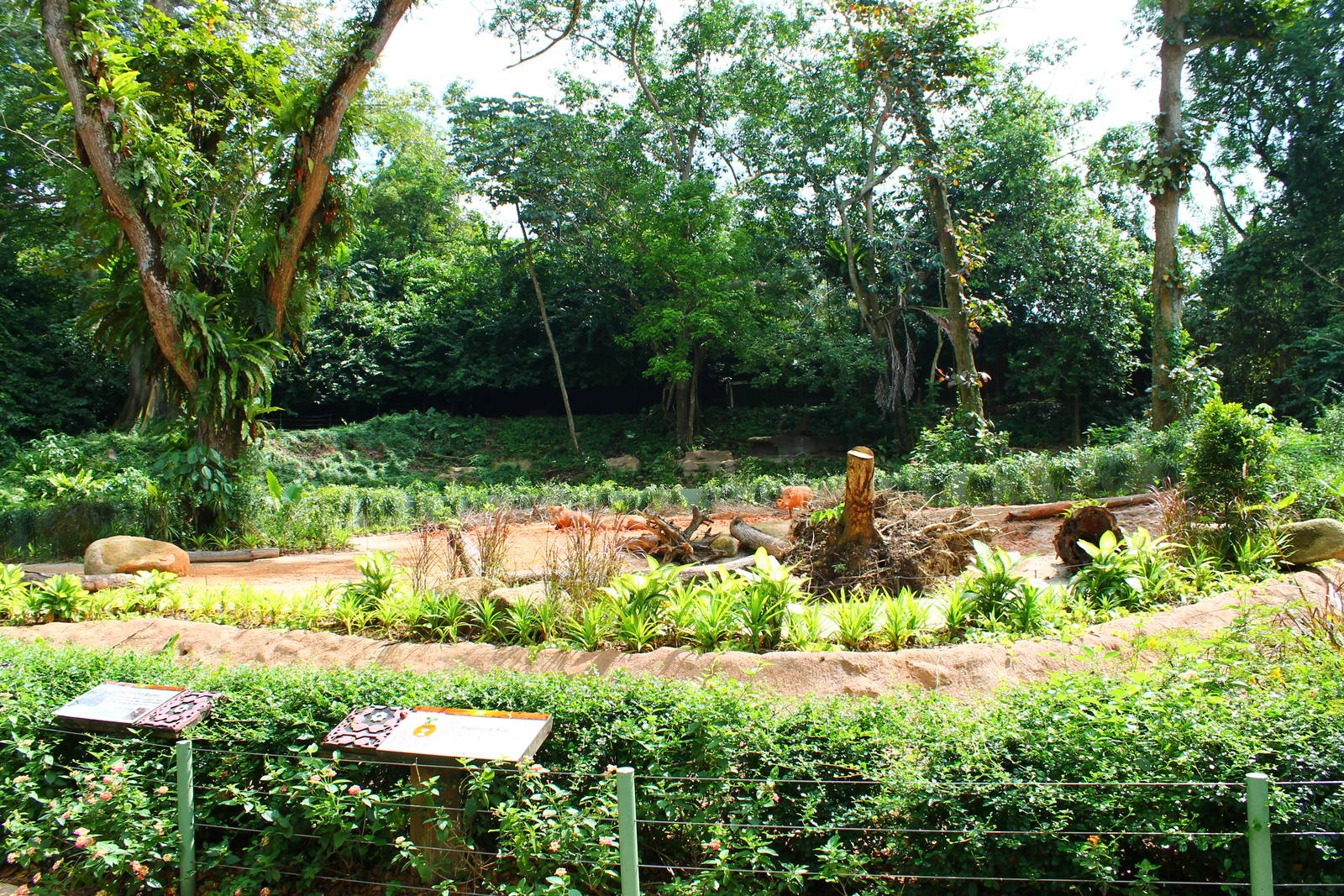 Wild Africa - Warthog exhibit