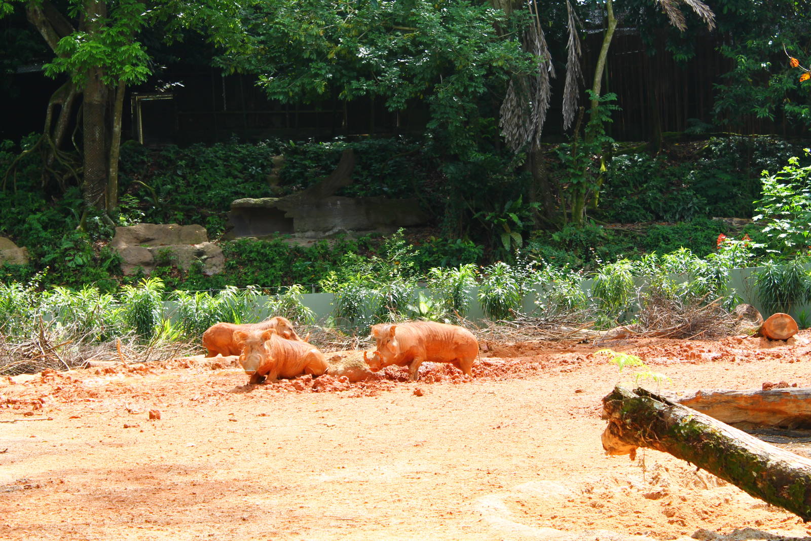Wild Africa - Warthog exhibit