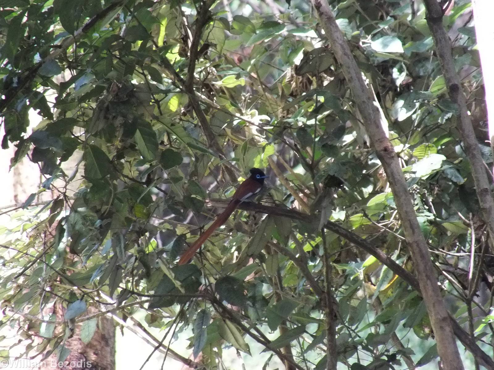 Wild African Paradise Flycatcher- Nairobi Safari Walk