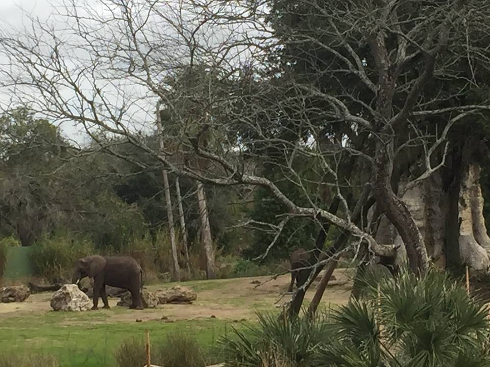 Wild African Trek- African Elephant