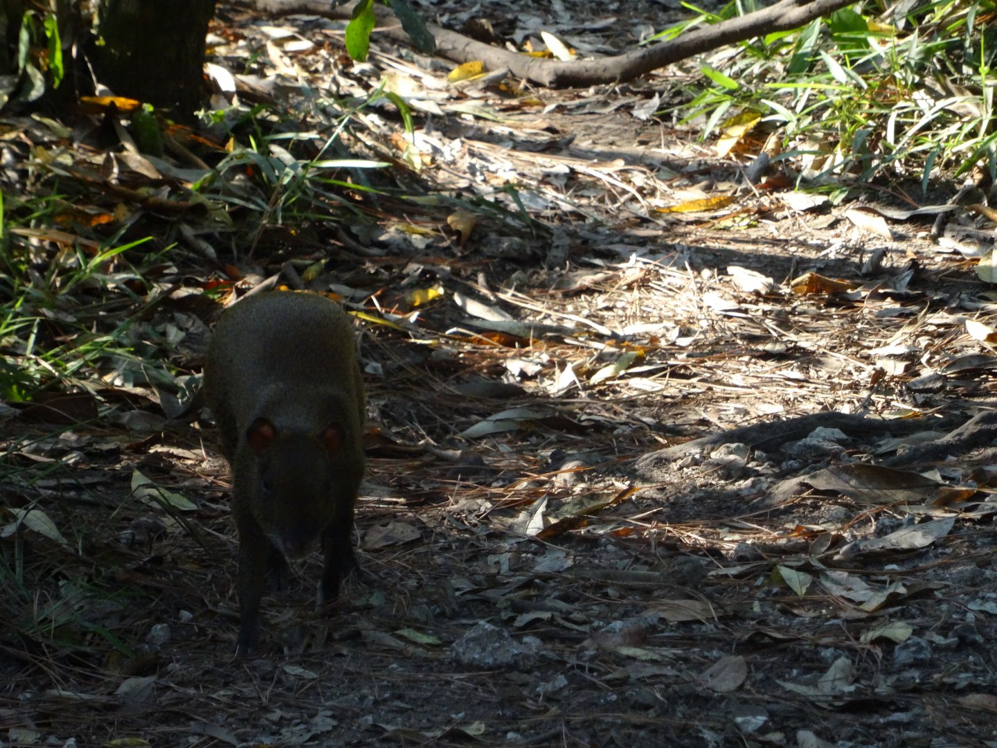 Wild Agouti- in Tapir Exhibit