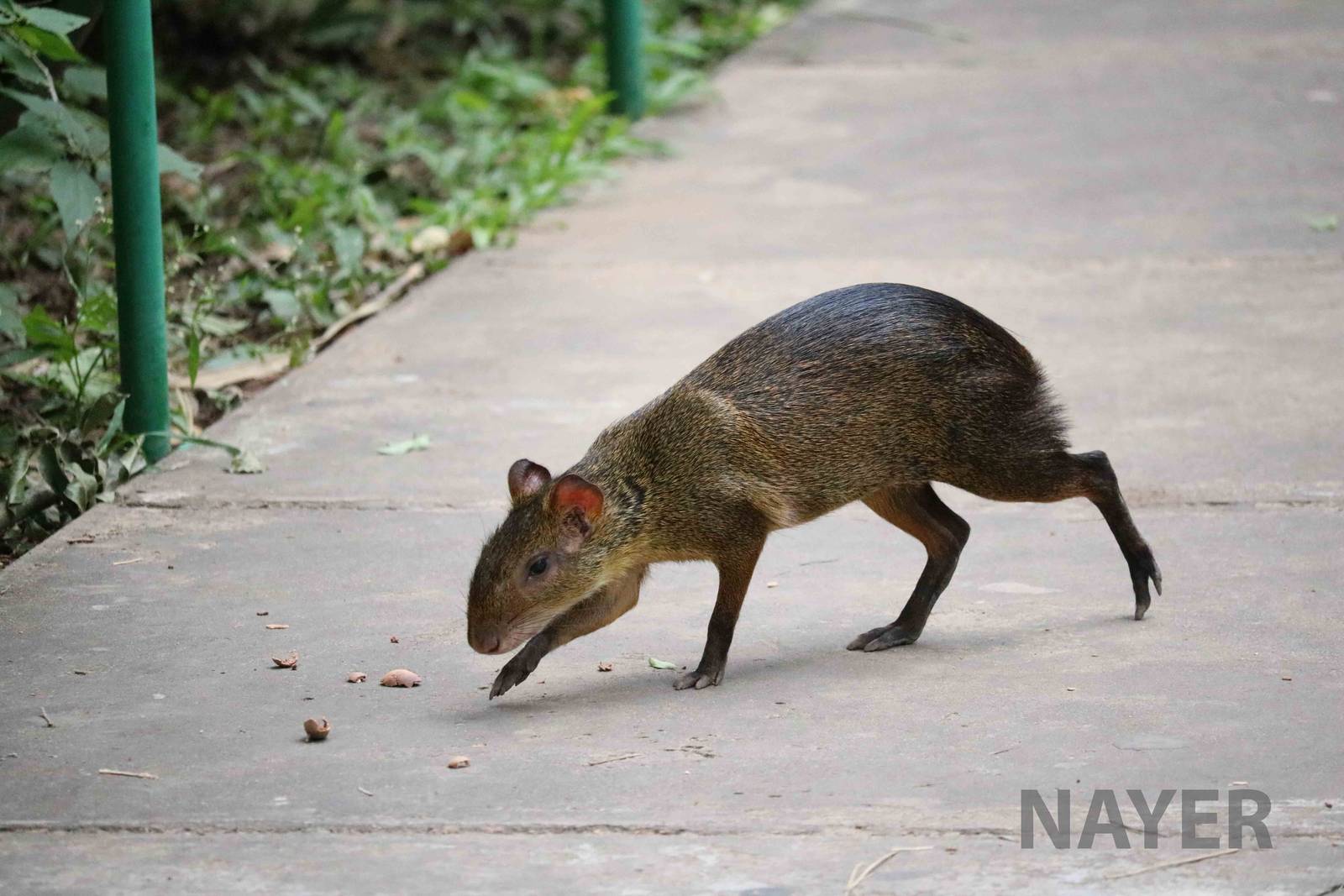 Wild agouti, March 2016