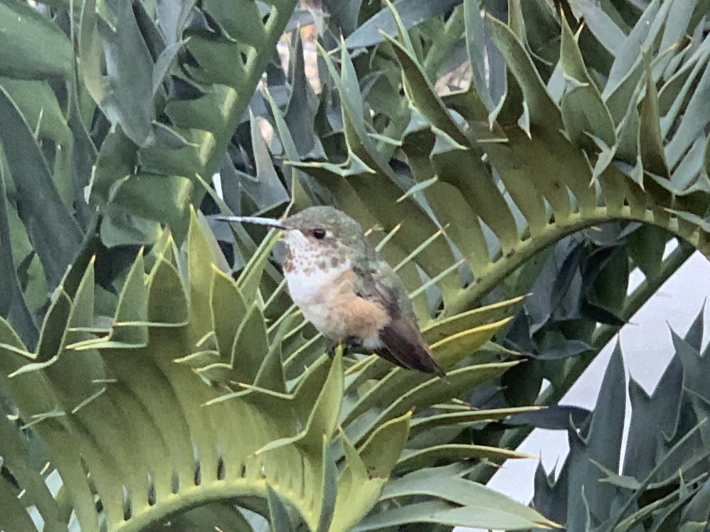 (Wild) Allen’s Hummingbird (Selasphorus sasin)