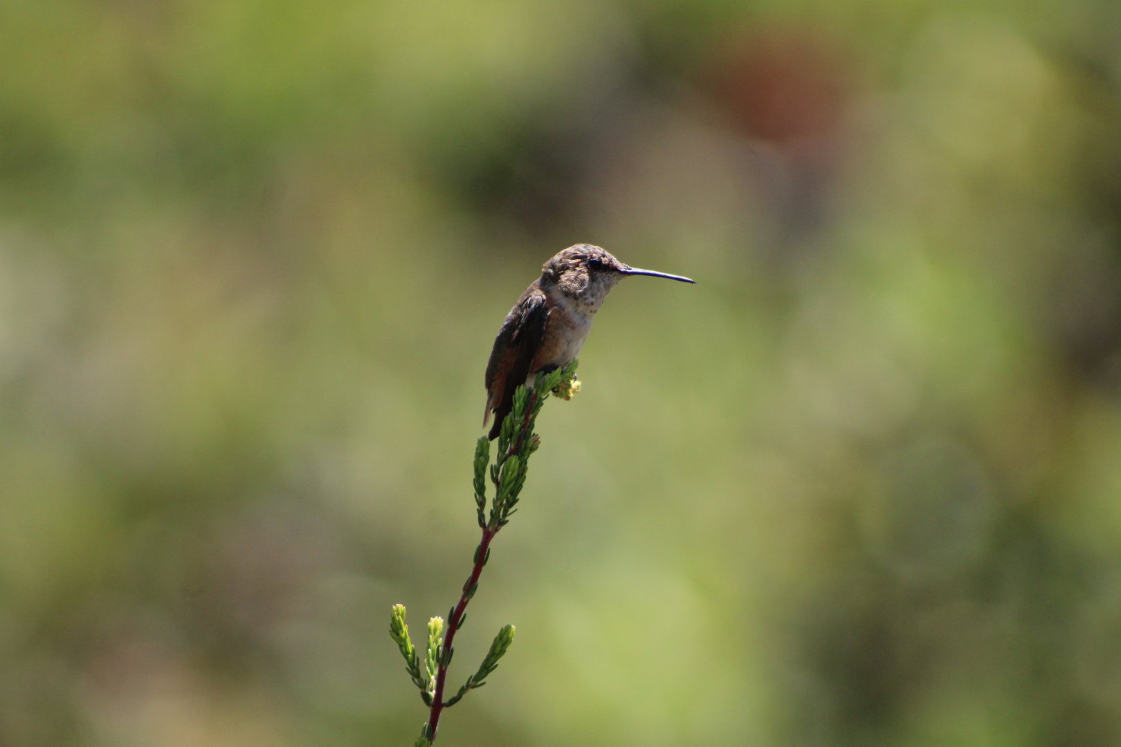 (Wild) Allen’s Hummingbird (Selasphorus sasin)