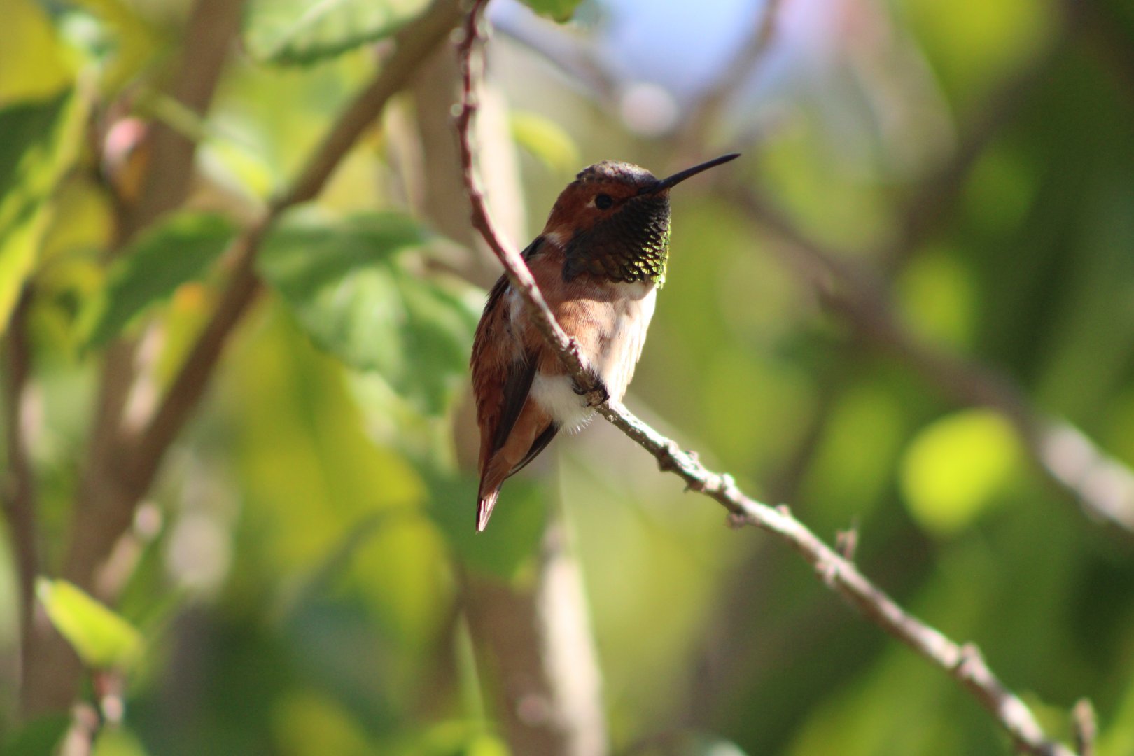 (Wild) Allen’s Hummingbird (Selasphorus sasin)