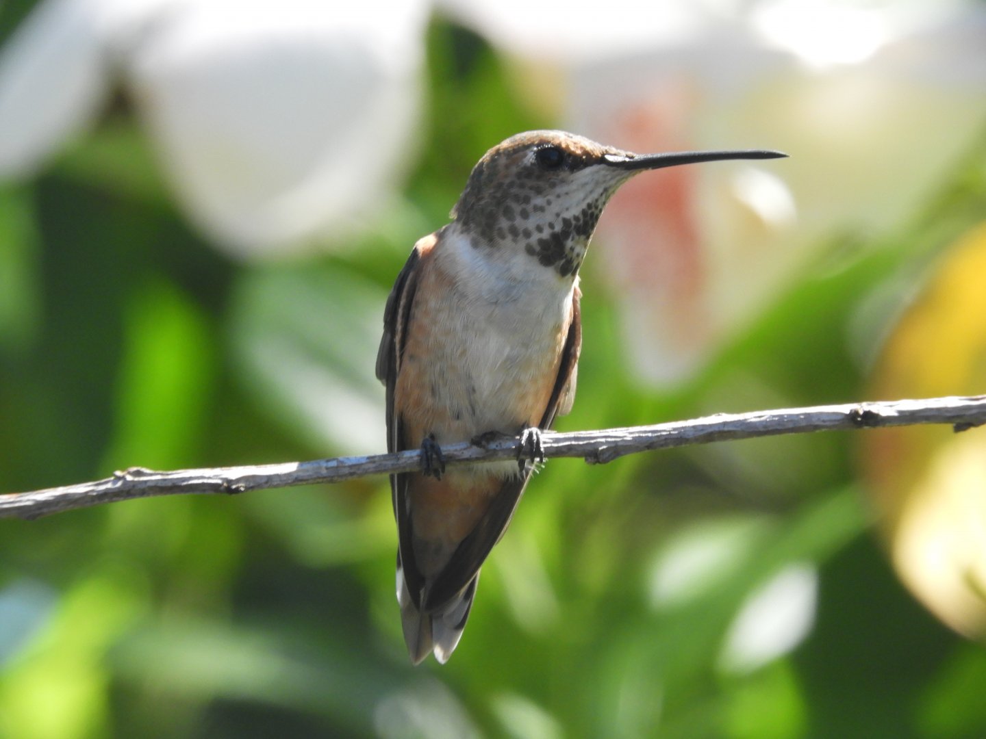Wild Allen's hummingbird