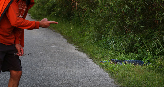 wild alligator on path