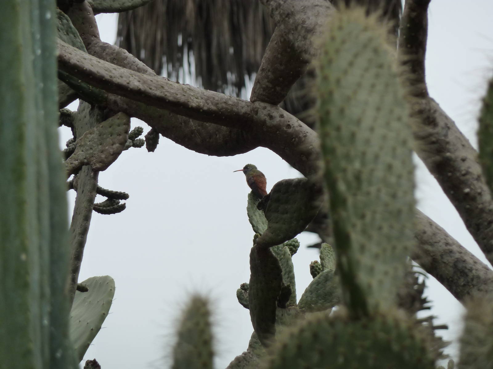 Wild Amazilia hummingbird