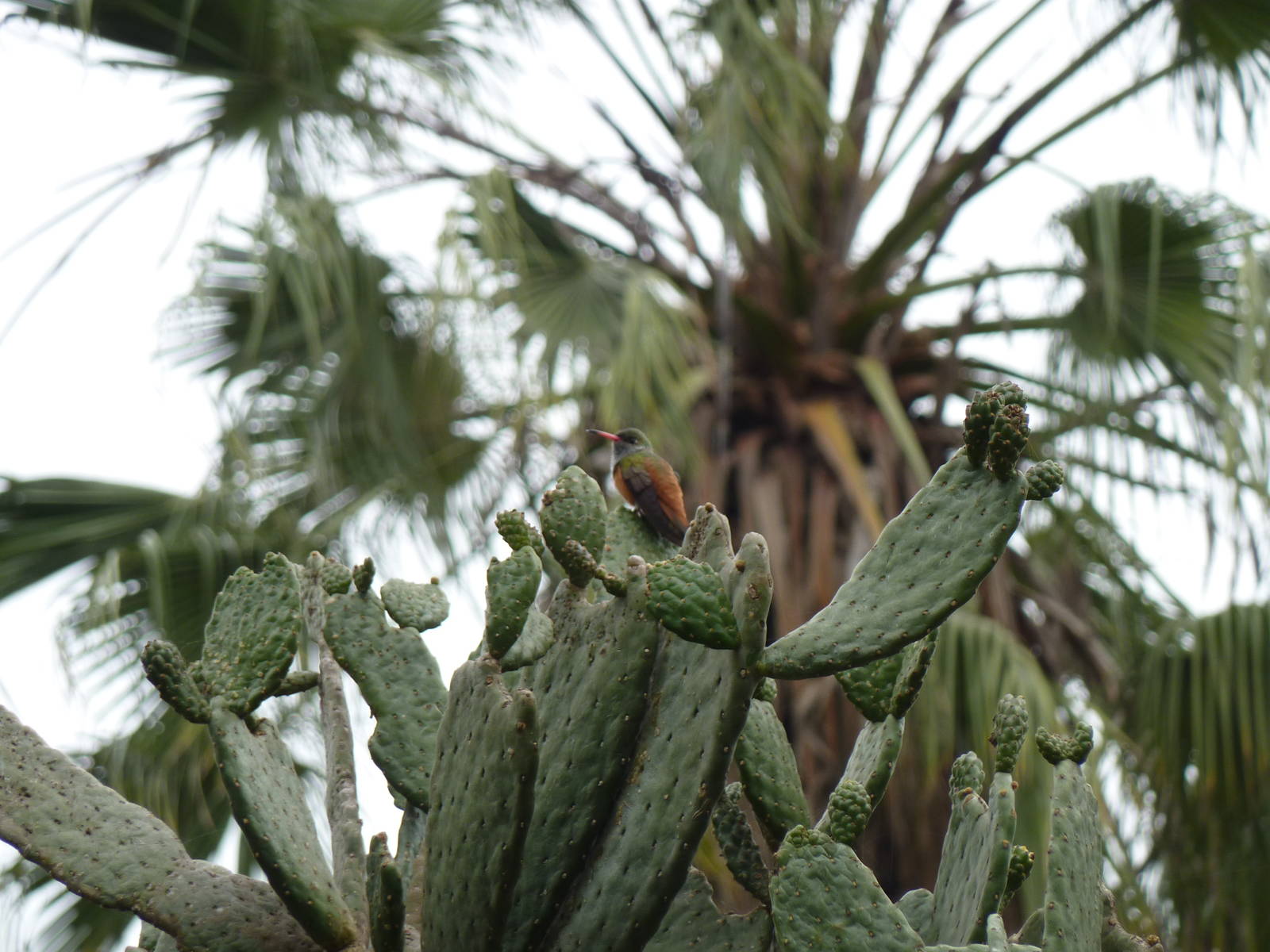 Wild Amazilia hummingbird