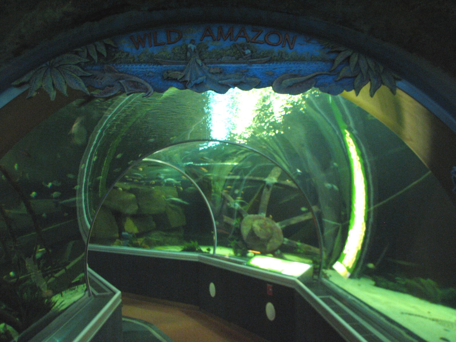 Wild Amazon - Entry