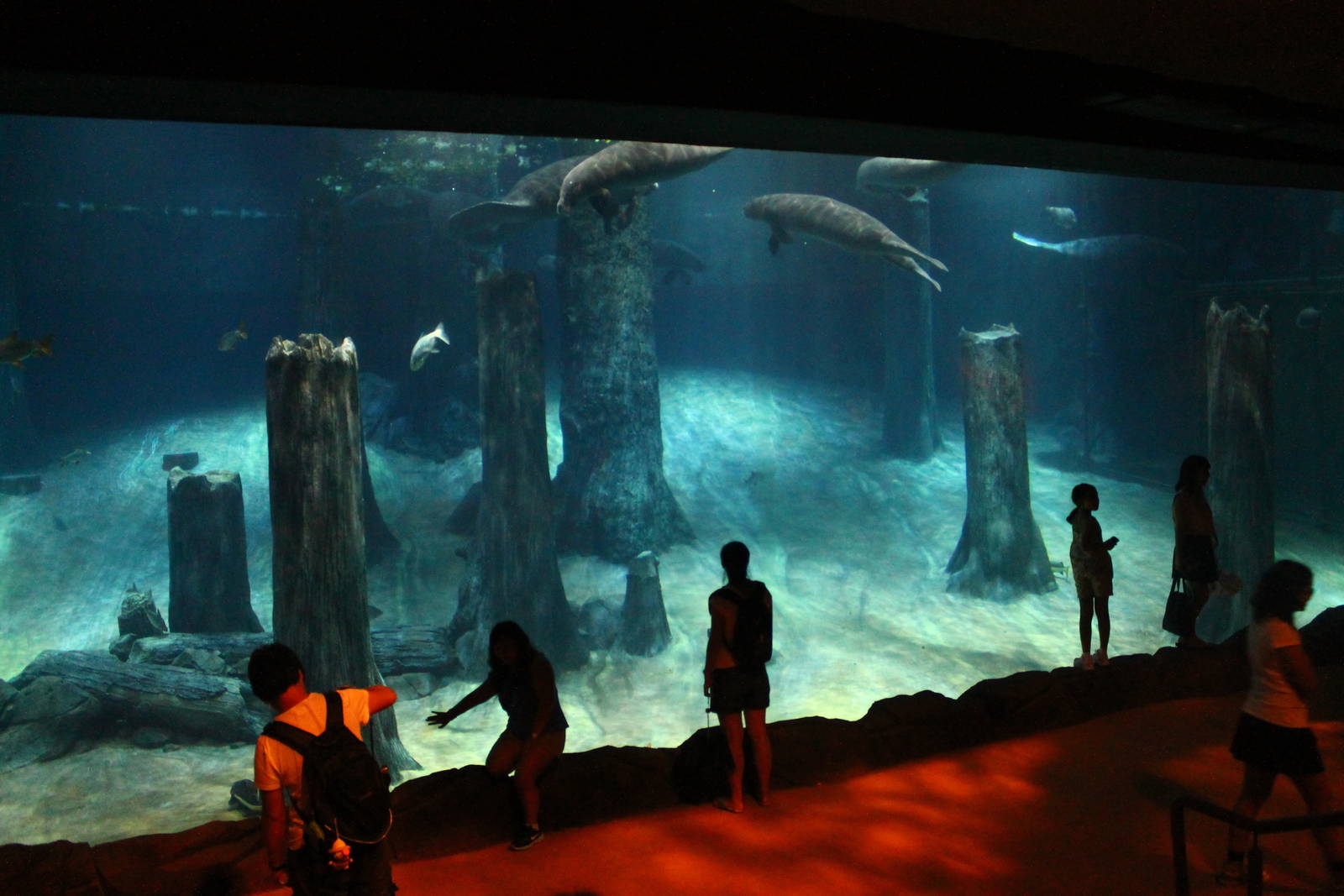 Wild Amazonia - Amazon Flooded Forest