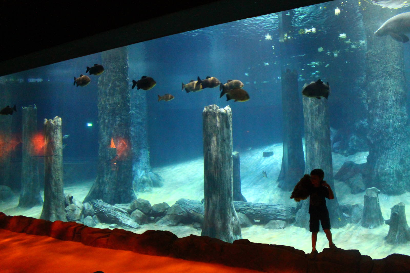 Wild Amazonia - Amazon Flooded Forest