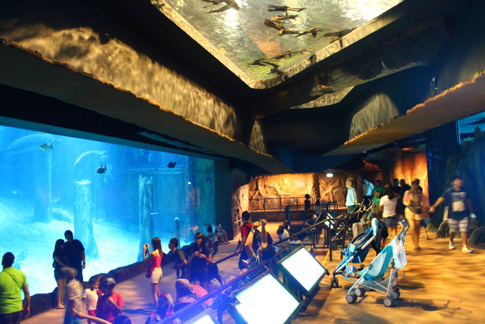 Wild Amazonia - Amazon Flooded Forest