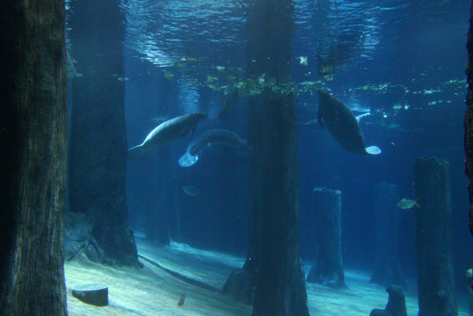 Wild Amazonia - Amazon Flooded Forest