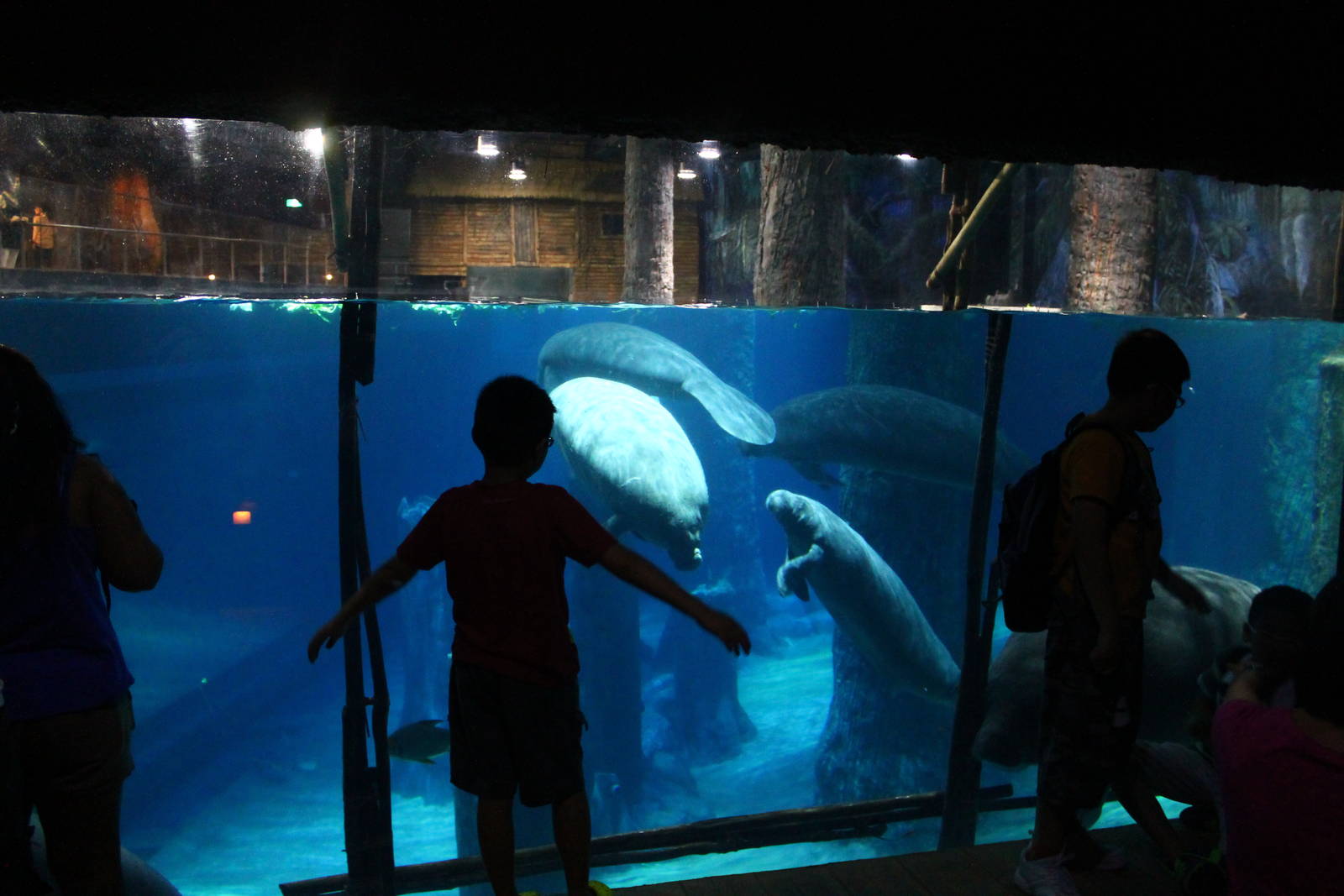 Wild Amazonia - Amazon Flooded Forest