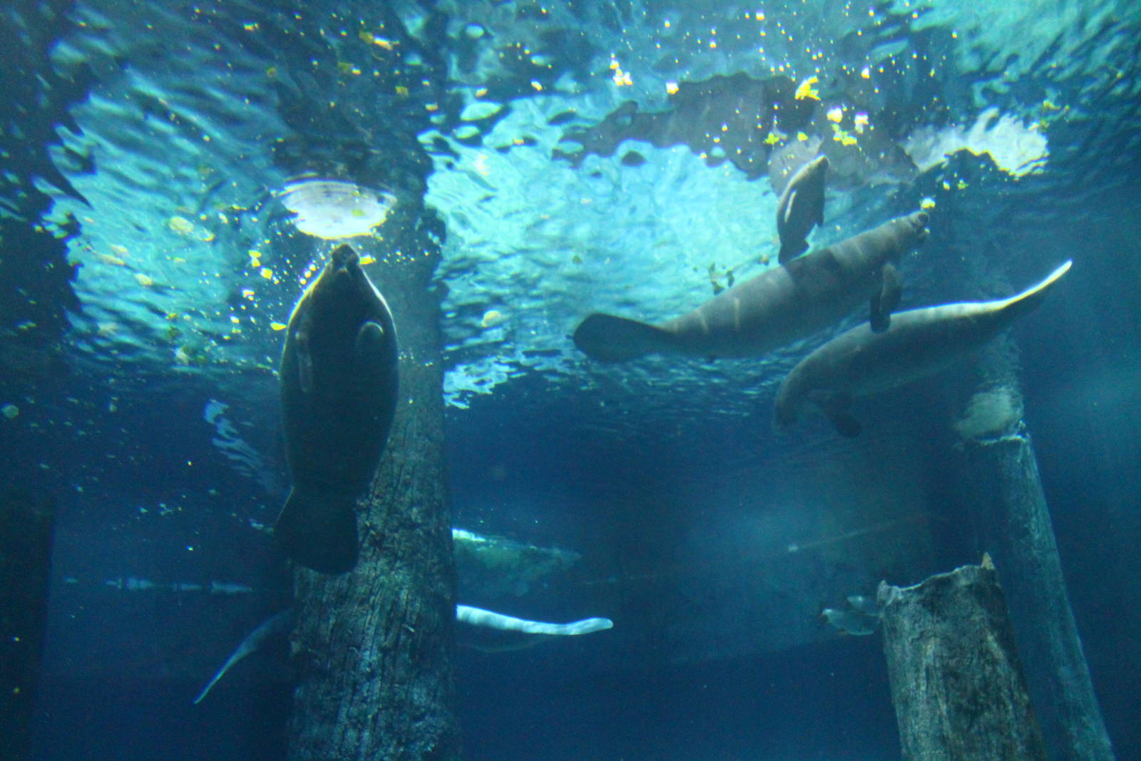 Wild Amazonia - Amazon Flooded Forest