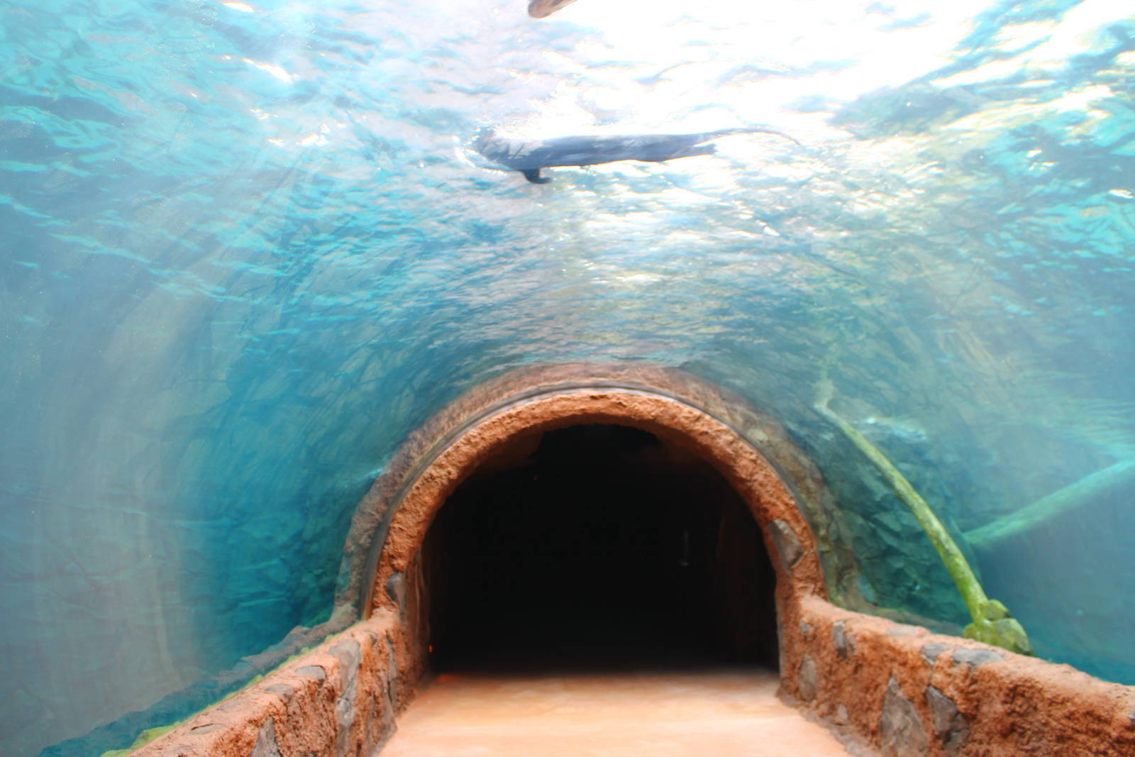 Wild Amazonia - Amazon Flooded Forest