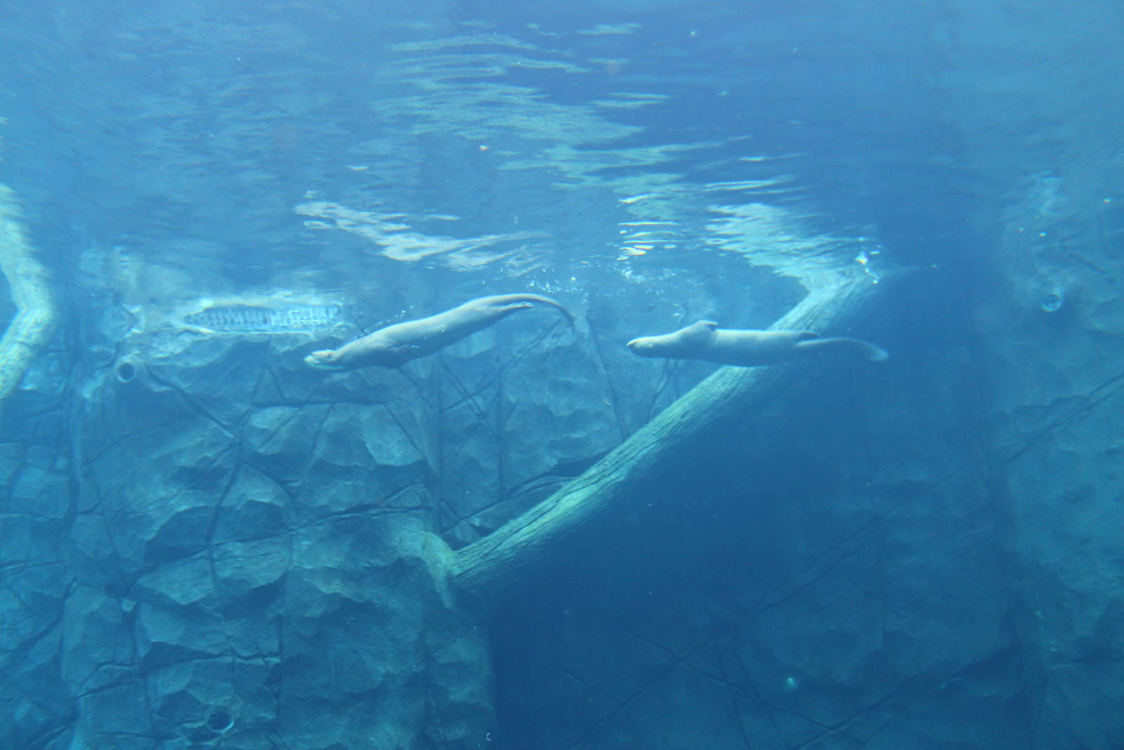 Wild Amazonia - Amazon Flooded Forest