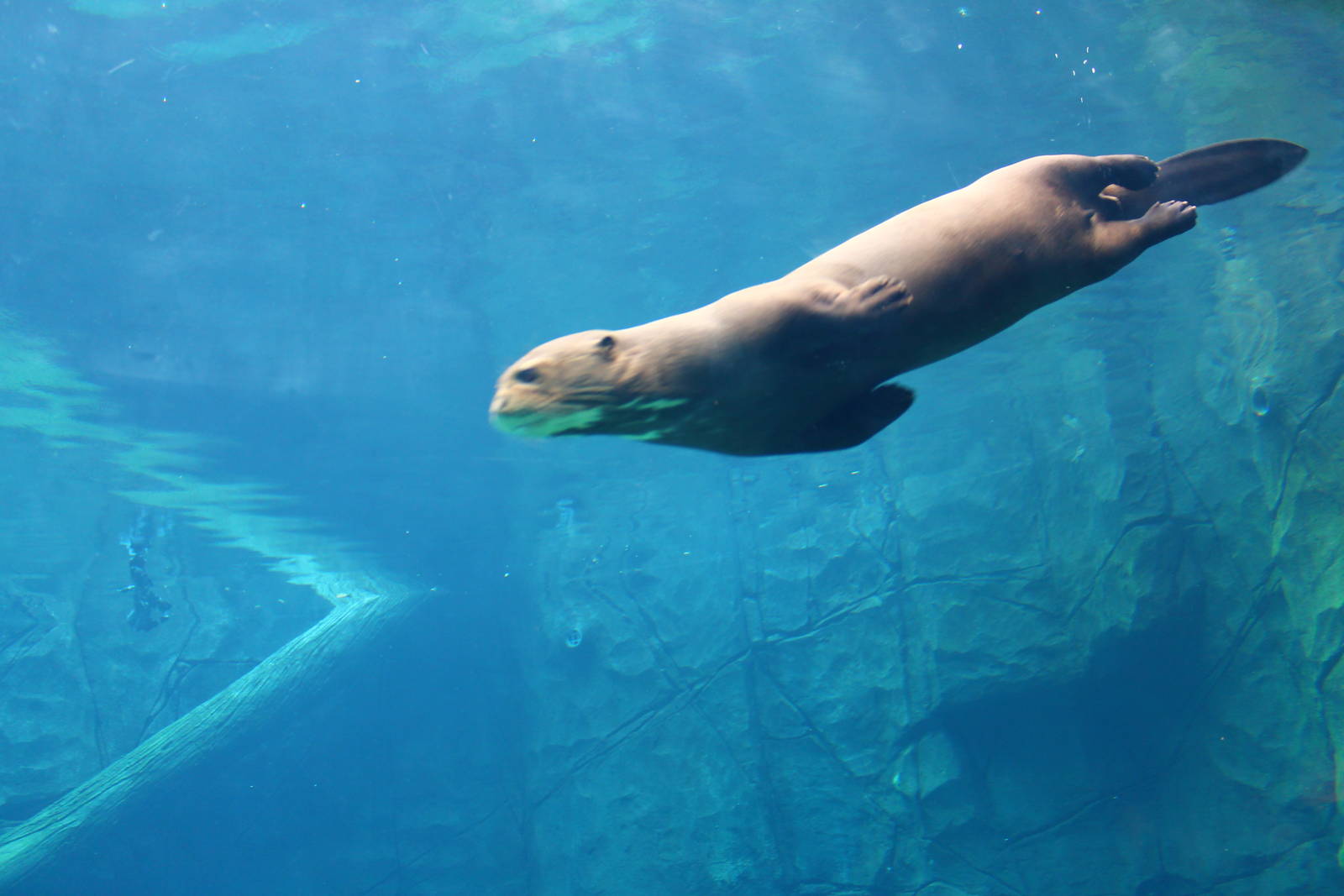 Wild Amazonia - Amazon Flooded Forest