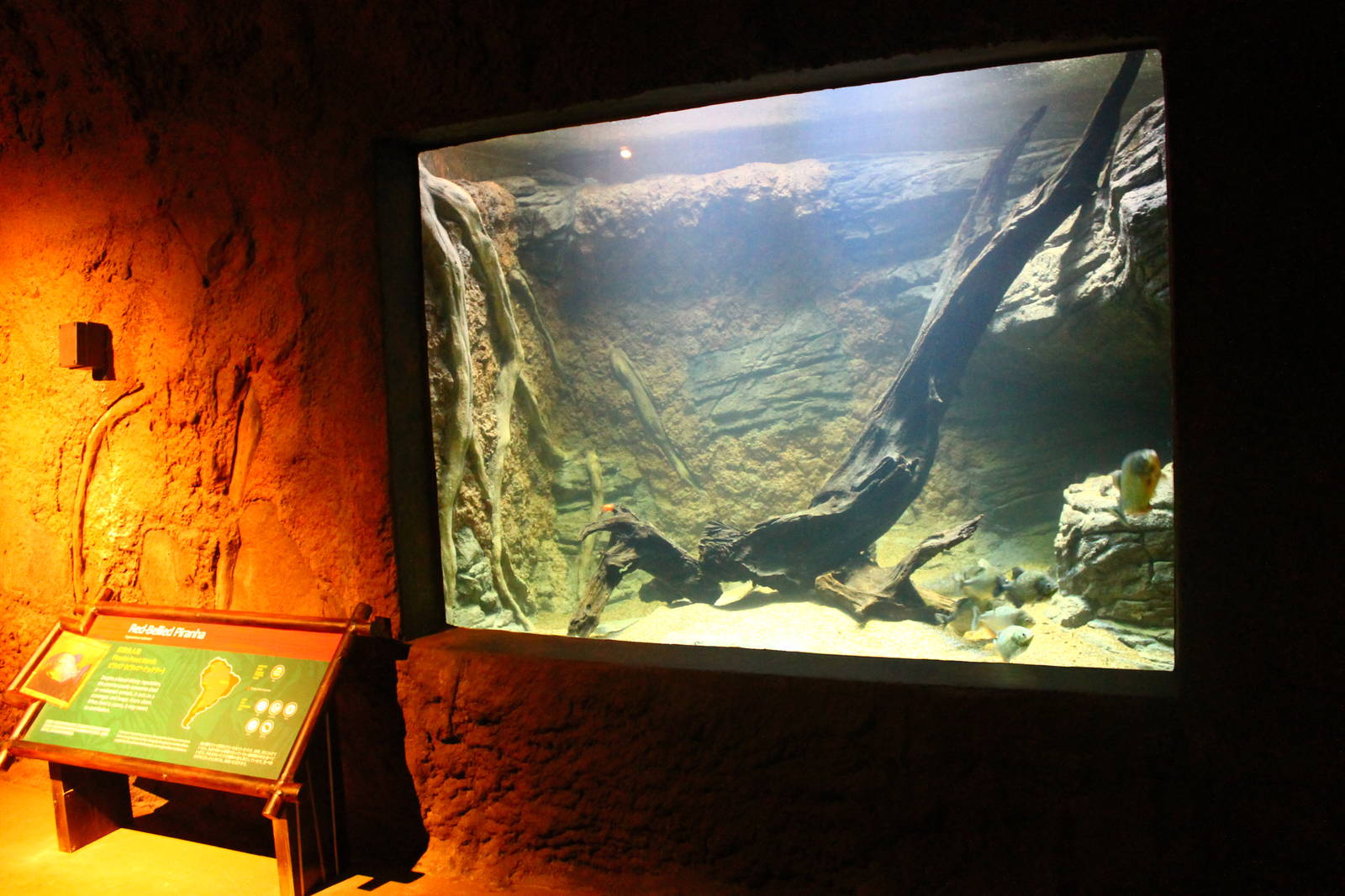Wild Amazonia - Amazon Flooded Forest