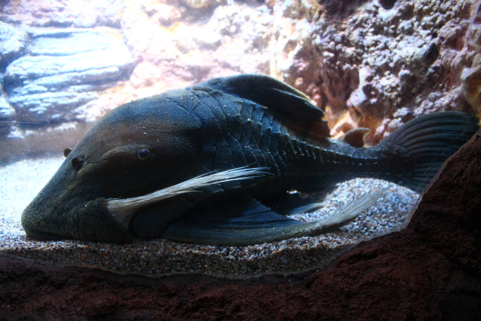 Wild Amazonia - Amazon Flooded Forest