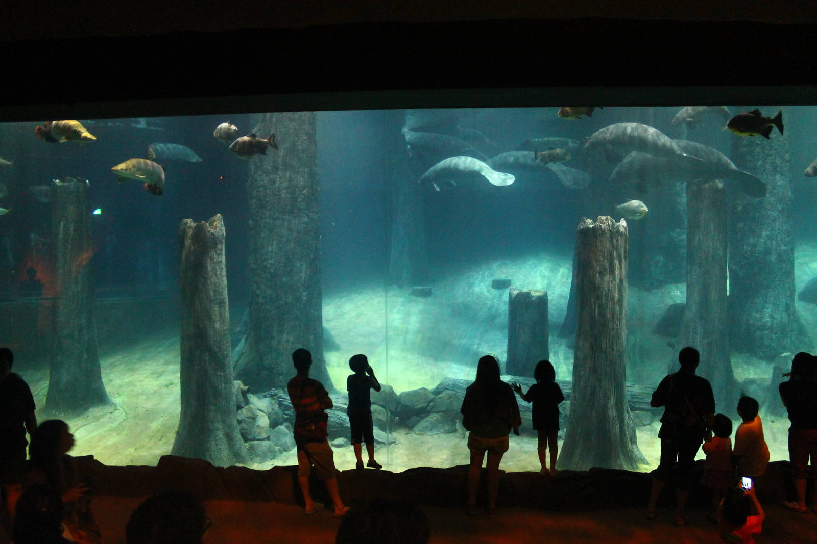 Wild Amazonia - Amazon Flooded Forest