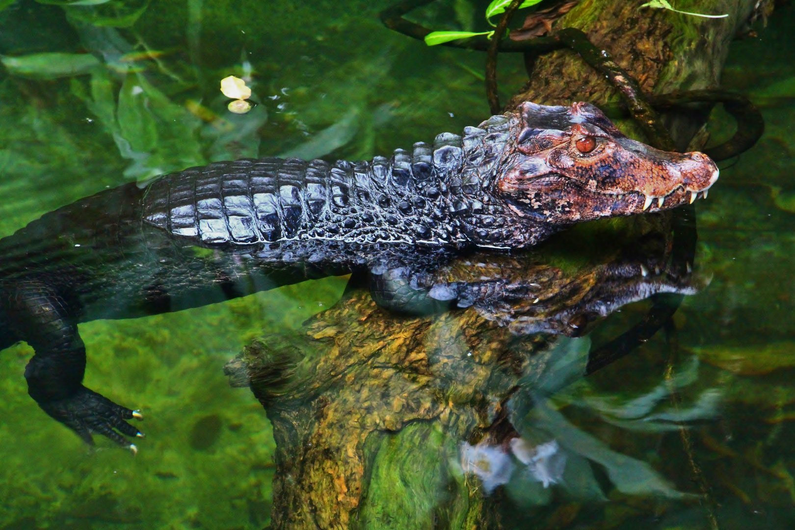 Wild Amazonia - Cuvier's Dwarf Caiman