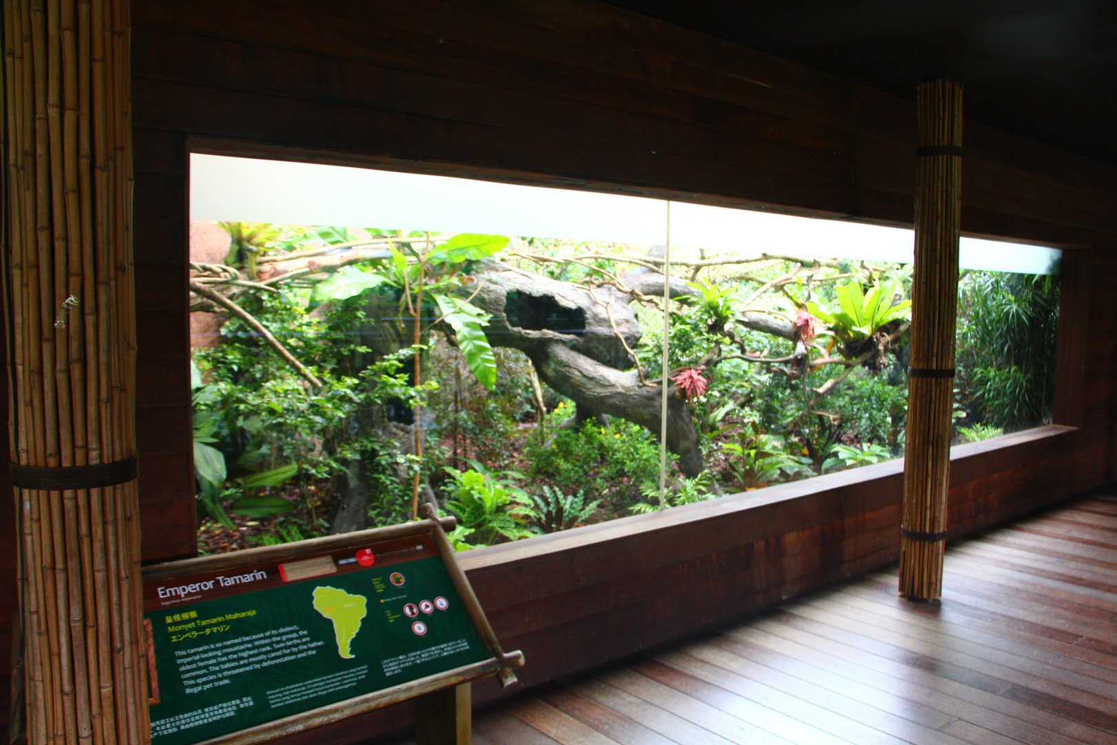 Wild Amazonia - Emperor Tamarin exhibit