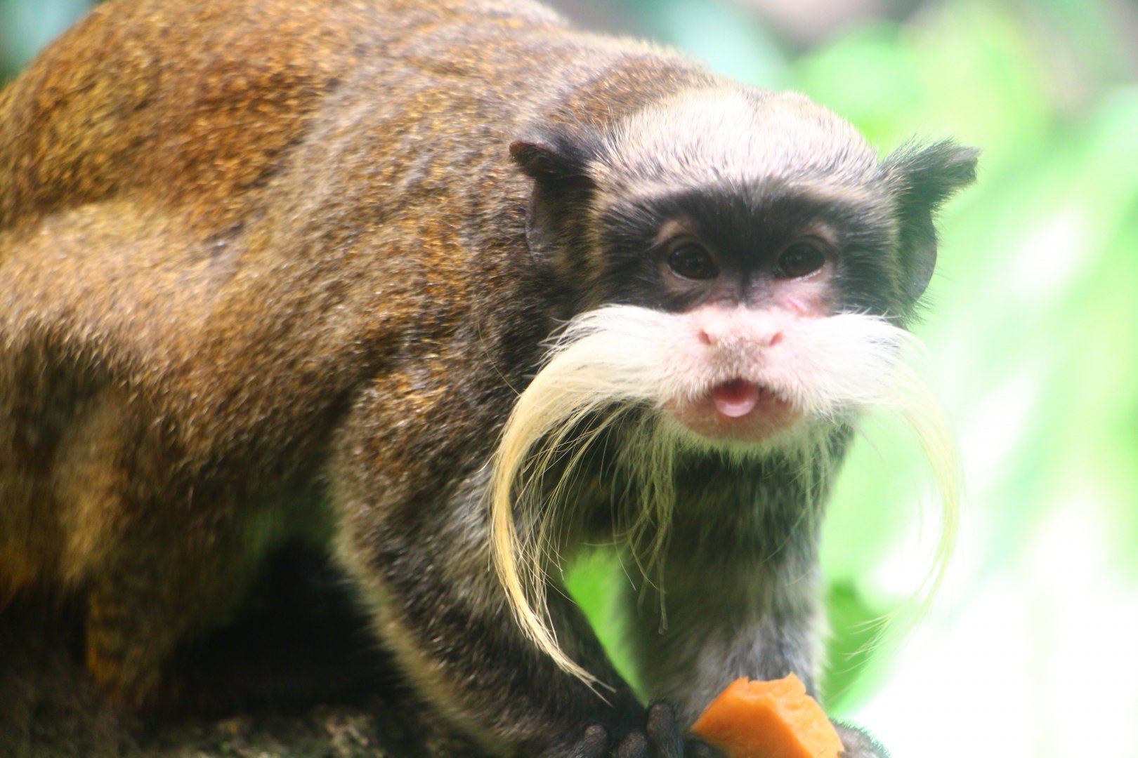Wild Amazonia - Emperor Tamarin