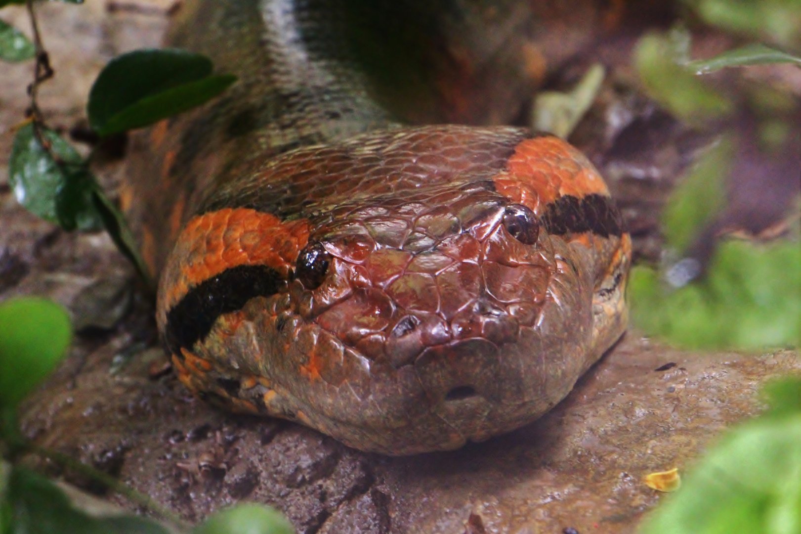 Wild Amazonia - Green Anaconda