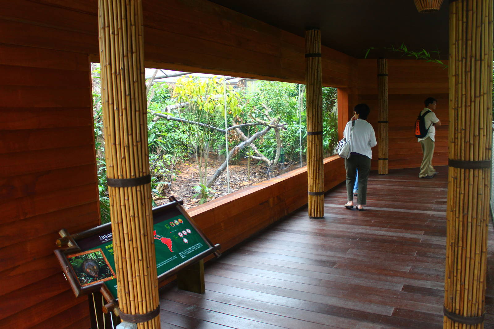 Wild Amazonia - Jaguarundi exhibit