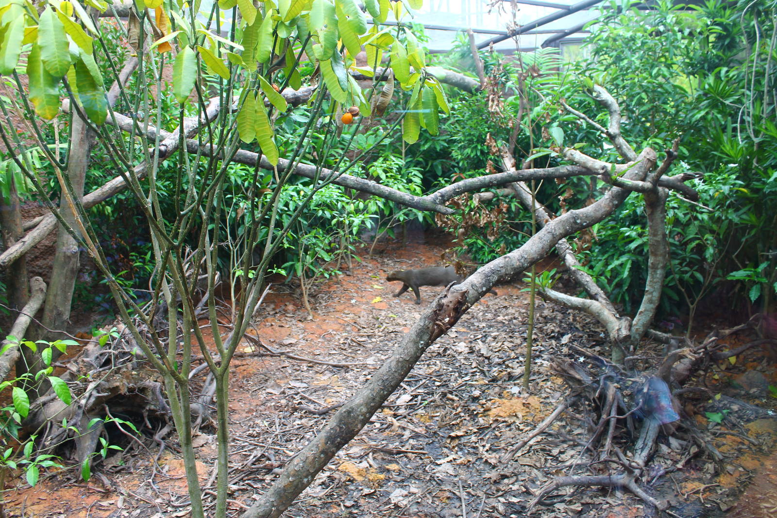 Wild Amazonia - Jaguarundi exhibit