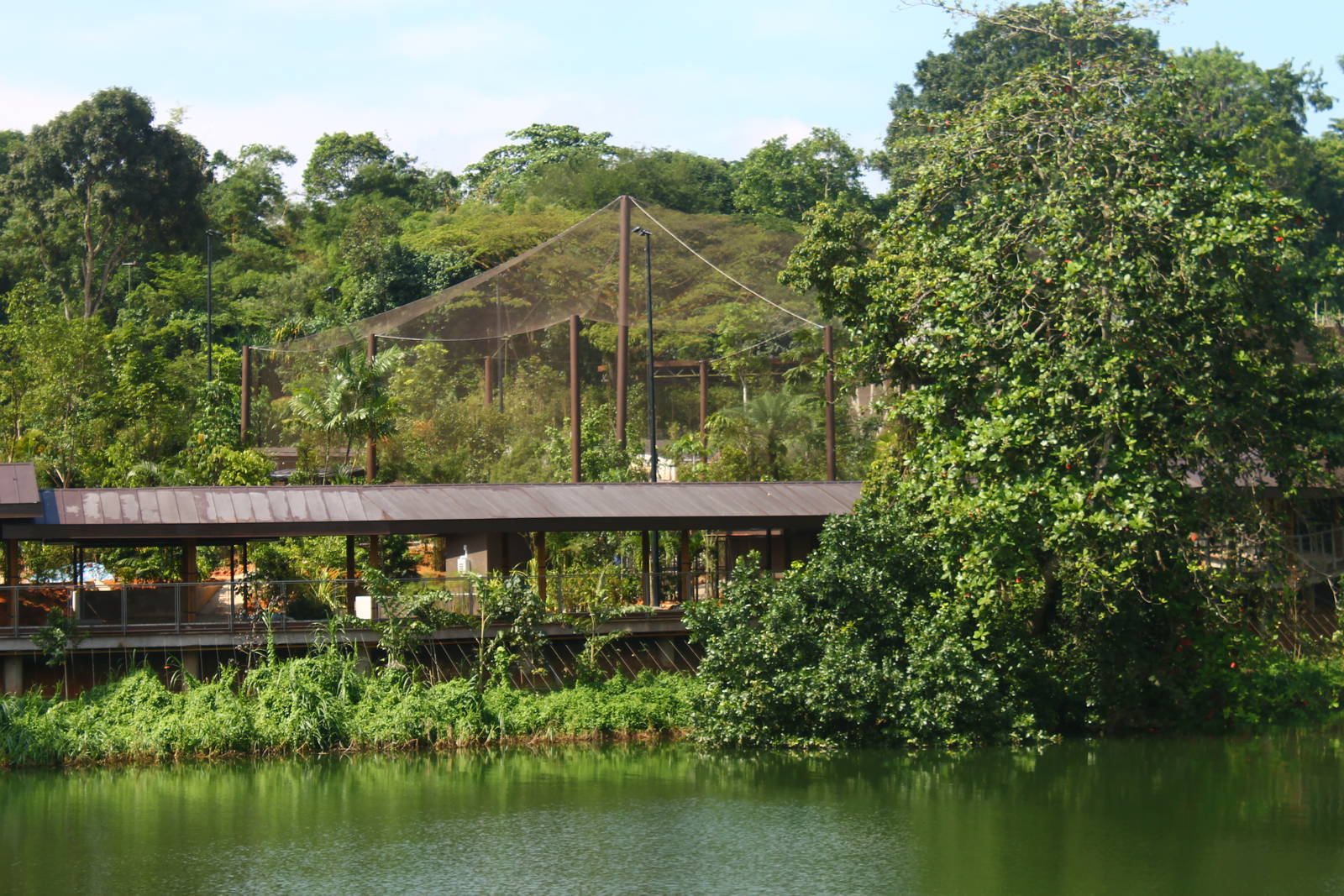 Wild Amazonia - Squirrel Monkey Forest